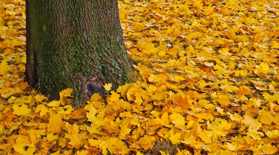 El otoño de los árboles
