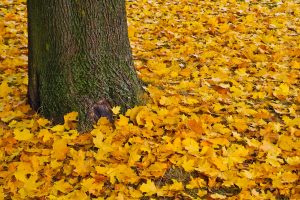 El otoño de los árboles